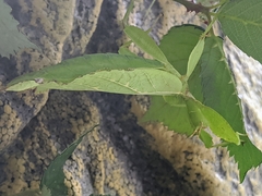 Phyllium philippinicum