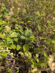 Nepeta italica, photograph (c) Marios Thoma, some rights reserved (CC BY)