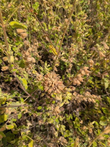 Nepeta italica, photograph 6