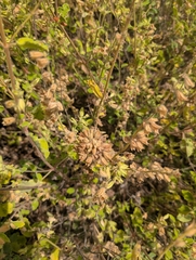 Nepeta italica, photograph (c) Marios Thoma, some rights reserved (CC BY)