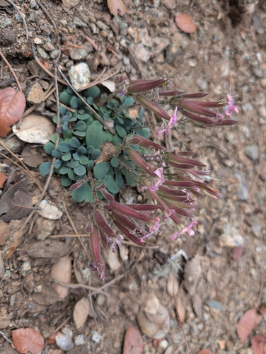 Saponaria cypria, photograph 2