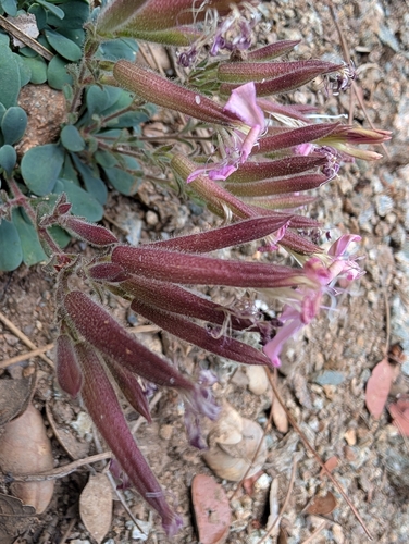 Saponaria cypria, photograph 3