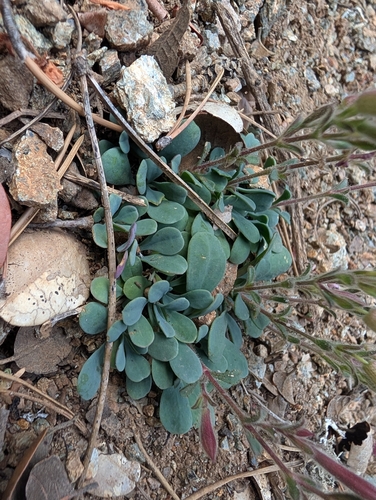Saponaria cypria, photograph 5