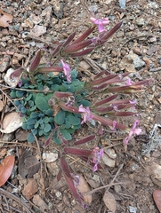 Saponaria cypria, photograph (c) Marios Thoma, some rights reserved (CC BY)