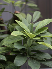 Daphniphyllum calycinum