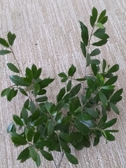 Ilex × attenuata