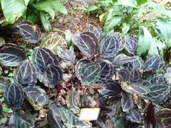 Goeppertia roseopicta