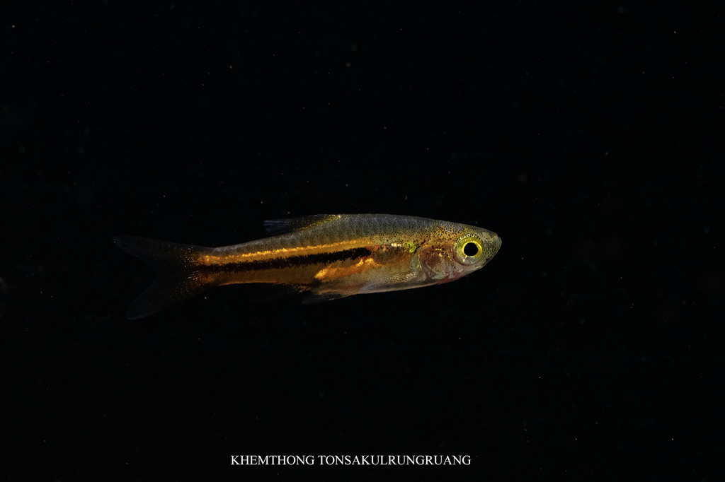 Somphong's rasbora (Trigonostigma somphongsi) — Cyprinidae