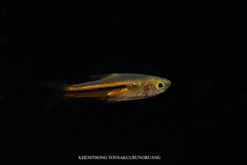 Somphong's rasbora (Trigonostigma somphongsi) — Cyprinidae
