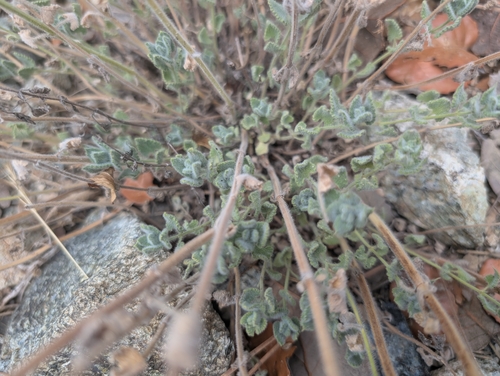 Nepeta italica