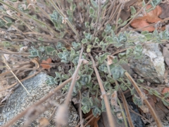 Nepeta italica