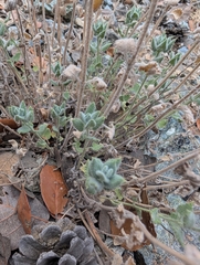 Nepeta italica, photograph (c) Marios Thoma, some rights reserved (CC BY)