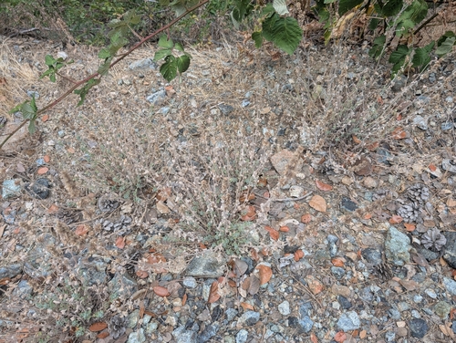 Nepeta italica, photograph 2