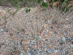 Nepeta italica, photograph (c) Marios Thoma, some rights reserved (CC BY)