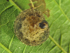 Rhogogaster chlorosoma