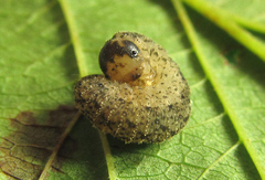 Rhogogaster chlorosoma