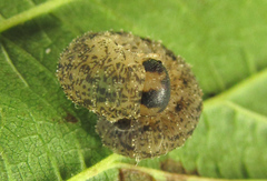 Rhogogaster chlorosoma