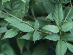 Tetrastigma hemsleyanum