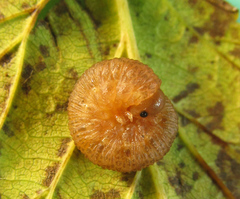 Rhogogaster chlorosoma
