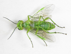 Rhogogaster chlorosoma