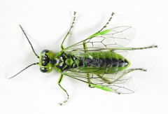 Rhogogaster chlorosoma