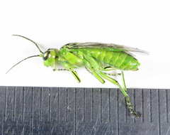 Rhogogaster chlorosoma