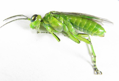 Rhogogaster chlorosoma