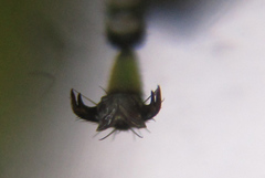 Rhogogaster chlorosoma