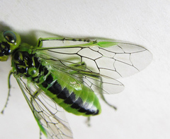 Rhogogaster chlorosoma