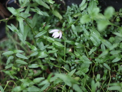 Lobelia chinensis