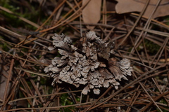 Thelephora anthocephala