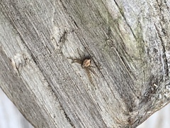 Philodromus cespitum