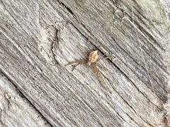 Philodromus cespitum