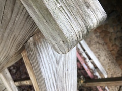 Philodromus cespitum