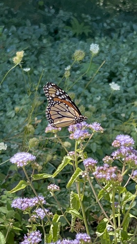 Monarch Butterfly