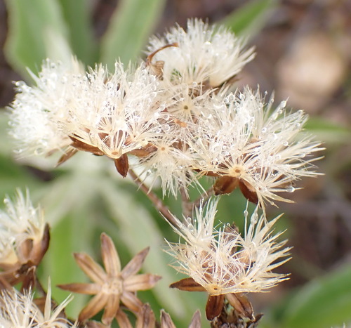 Langeberg Ragwort (Senecio crenatus)