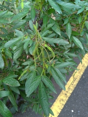 Ohwia caudata