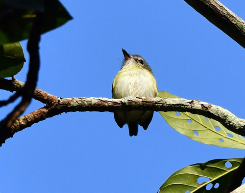 Short-tailed Pygmy Tyrant (Myiornis ecaudatus)