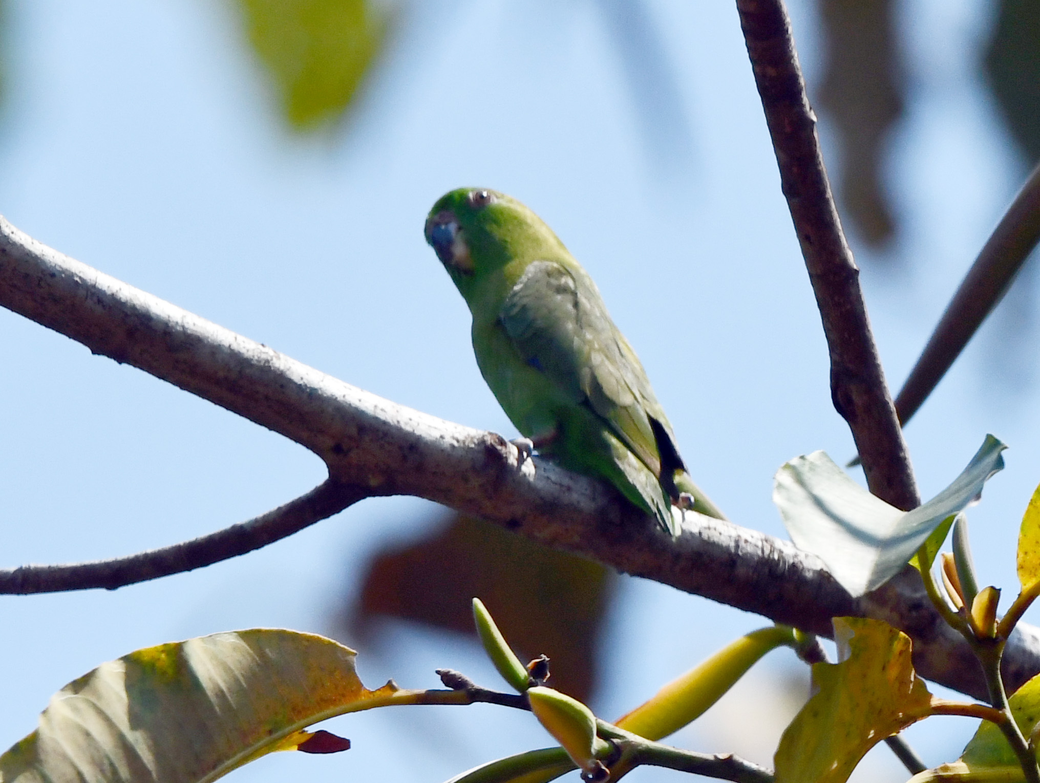 Dusky-billed Parrotlet (Forpus modestus), photo 1