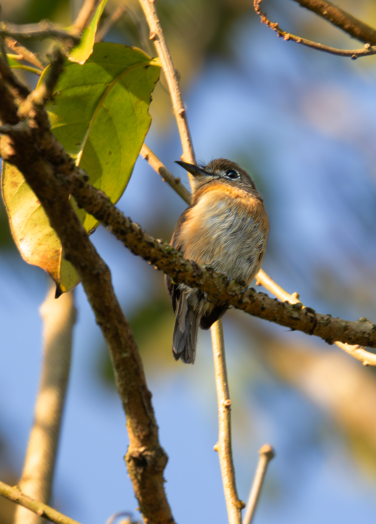 Rusty-breasted Nunlet (Nonnula rubecula), photo 5