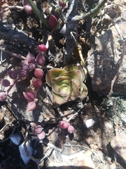Crassula montana