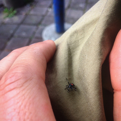 Stenomacra marginella