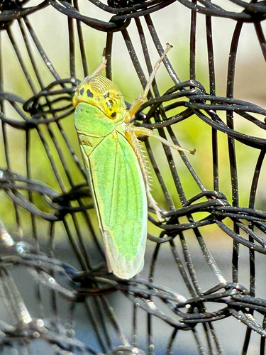 Green Leafhopper photo 5