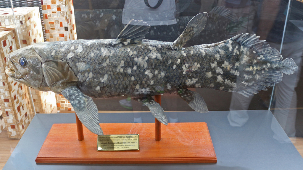 Sulawesi Coelacanth