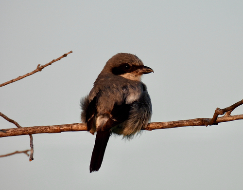 Loggerhead Shrike