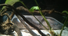 East African Lungfish photo 2