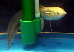 East African Lungfish photo 3