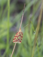 Hypercallia citrinalis
