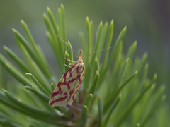 Hypercallia citrinalis