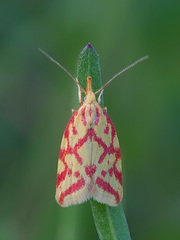 Hypercallia citrinalis